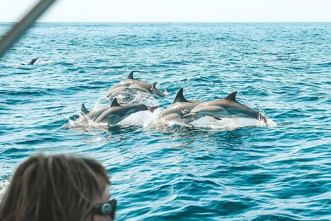 Byron Bay Dolphin Tour - Ocean Safari - Key points to know before you book