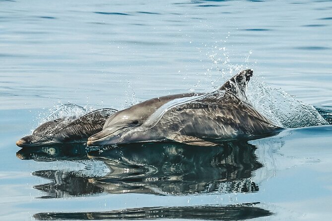 Byron Bay Dolphin Tour - Ocean Safari - Seeing Cape Byron Lighthouse from the water