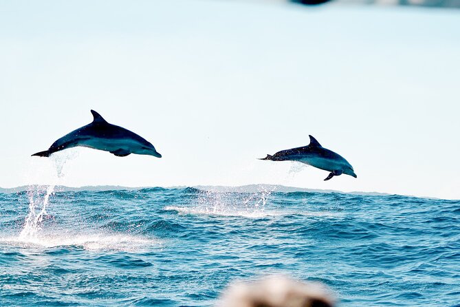 Byron Bay Dolphin Tour - Ocean Safari - Transfers from Byron Bay and Lennox Head