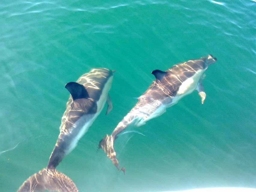 Cabanas de Tavira: Dolphin Watching Boat Tour - Key points before you book