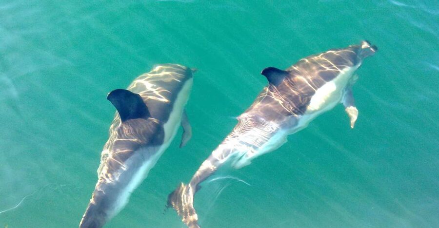 Cabanas de Tavira: Dolphin Watching Boat Tour - The best part: dolphins in open water