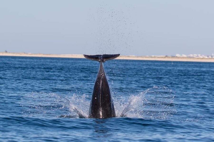Cabanas de Tavira: Dolphin Watching Boat Tour - What the 2.5-hour search feels like