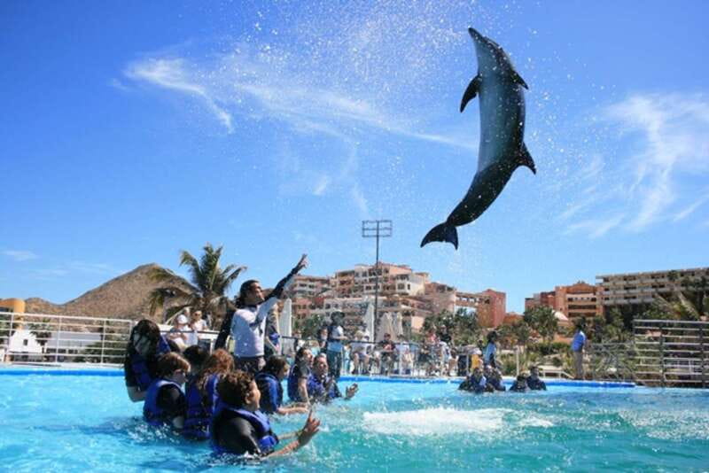 Cabo San Lucas: Dolphin Swim Class with Marine Specialist - The Marine Specialist’s Short Lesson