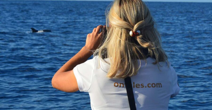Calheta: Whale & dolphin watching small groups designer tour - Starting at the Calheta marina