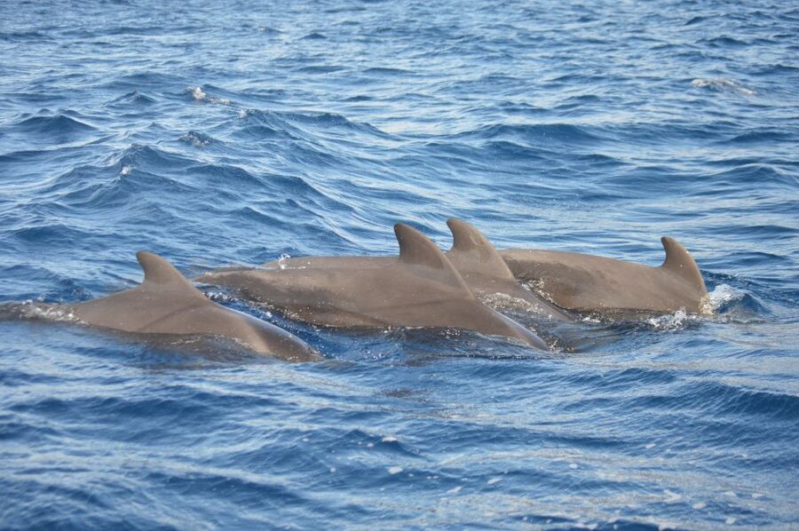 Calheta: Whale & dolphin watching small groups designer tour - Madeira’s cliffs and sea-front villages