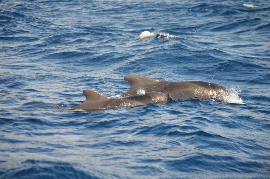 Calheta: Whale & dolphin watching small groups designer tour - Timing, weather, and comfort