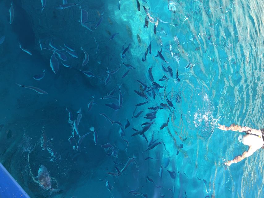 Can Picafort: Dolphin Watching Boat Tour, Swimming stop - Key points to know before booking