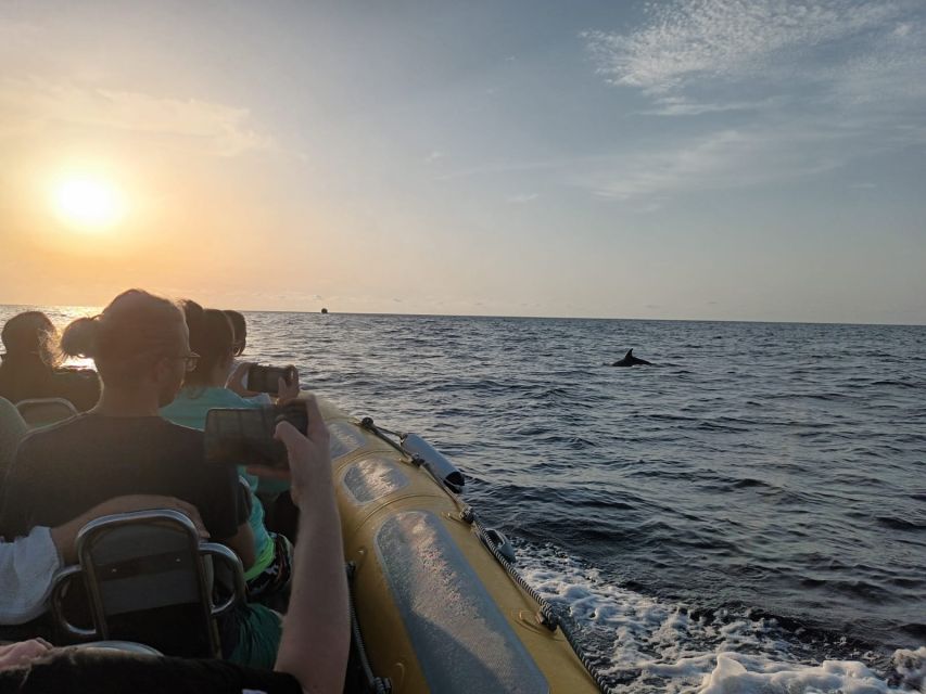 Can Picafort: Dolphin Watching Boat Tour, Swimming stop - Swimming and snorkeling in a quiet cove