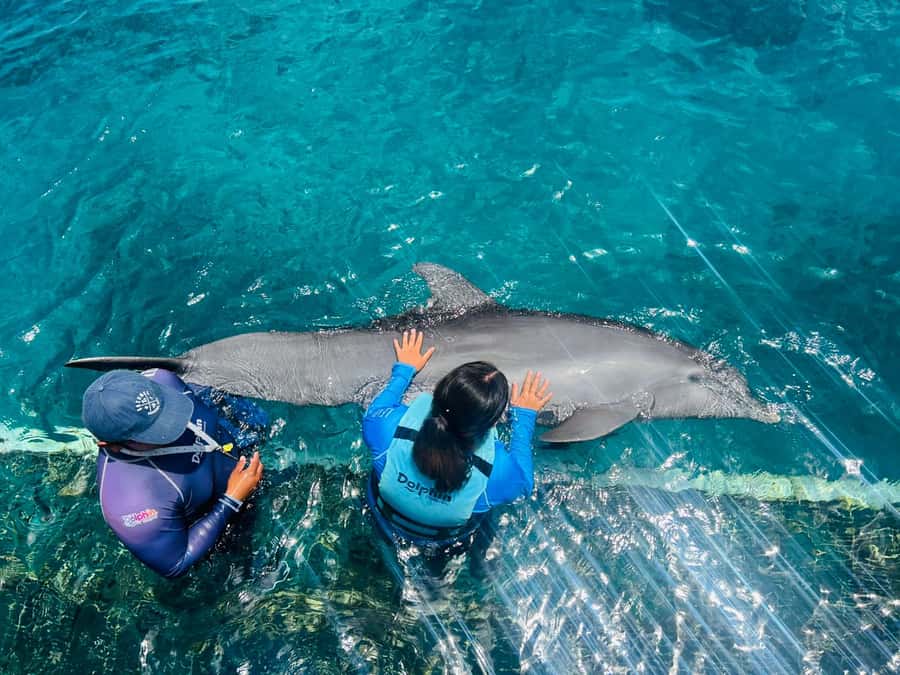 CANCUN: Dolphin Swim Adventure with buffet and soft drinks - Price and value at $109 per person