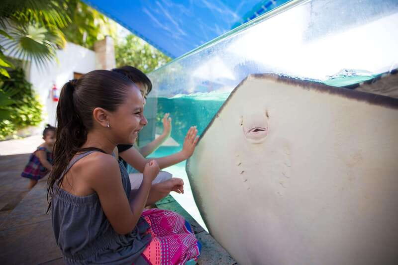 Cancún Interactive Aquarium Admission + Dolphin Presentation - Seeing 1,195 specimens in the fish-tank area