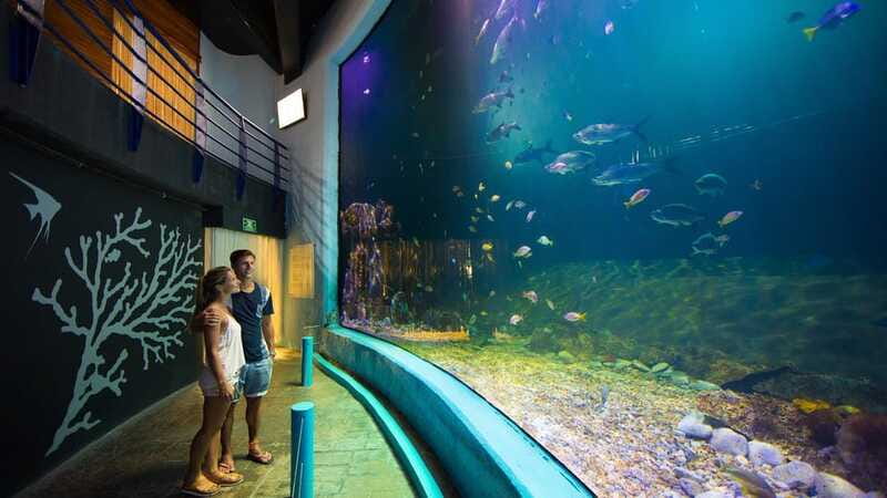 Cancún Interactive Aquarium Admission + Dolphin Presentation - Touch tanks with rays, starfish, and sea urchins