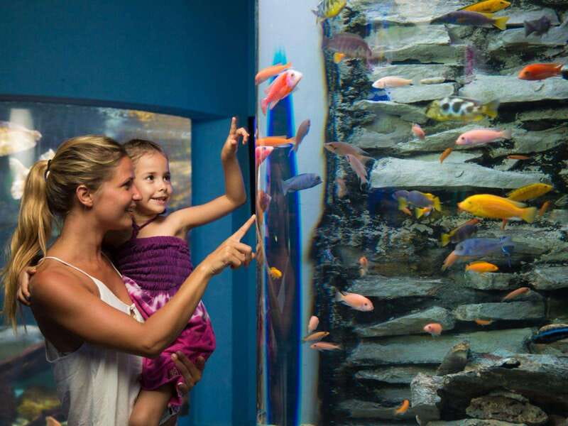 Cancún Interactive Aquarium Admission + Dolphin Presentation - The 7:00 pm dolphin presentation