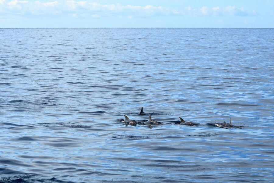 Cape May: 2-Hour Dolphin Watching Cruise - The boat, the guide, and the practical comfort