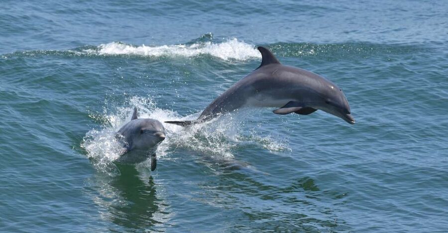 Cape May: Dolphin and Bird Watching Cruise - Starting the morning at Cape May’s waterfront