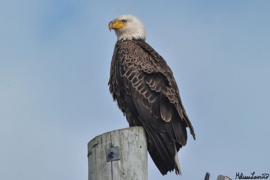 Cape May: Dolphin and Bird Watching Cruise - The bird-watching promise, with one important caveat