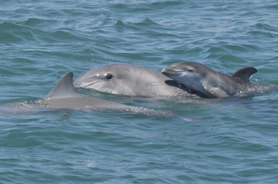 Cape May: Dolphin and Bird Watching Cruise - Who will enjoy this Cape May cruise most?