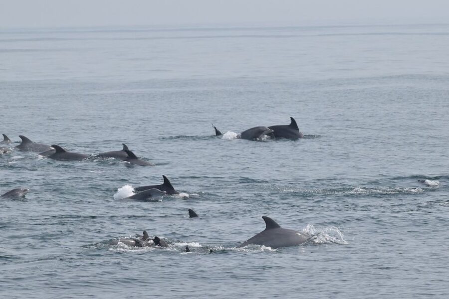 Cape May: Dolphin and Bird Watching Cruise - Watching Cape May’s Atlantic Bottlenose Dolphins