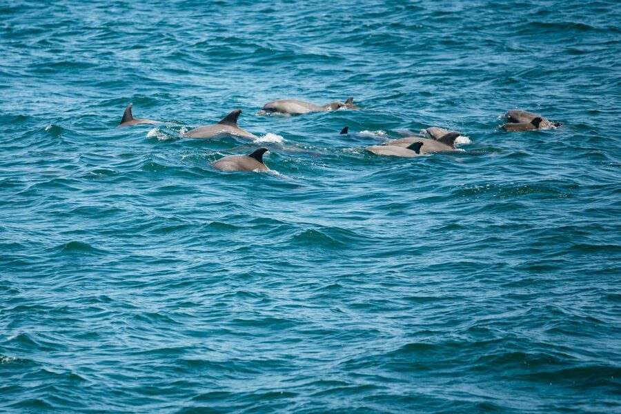 Cape May: Jersey Shore Whale and Dolphin Watching Cruise - Key things to know before you go