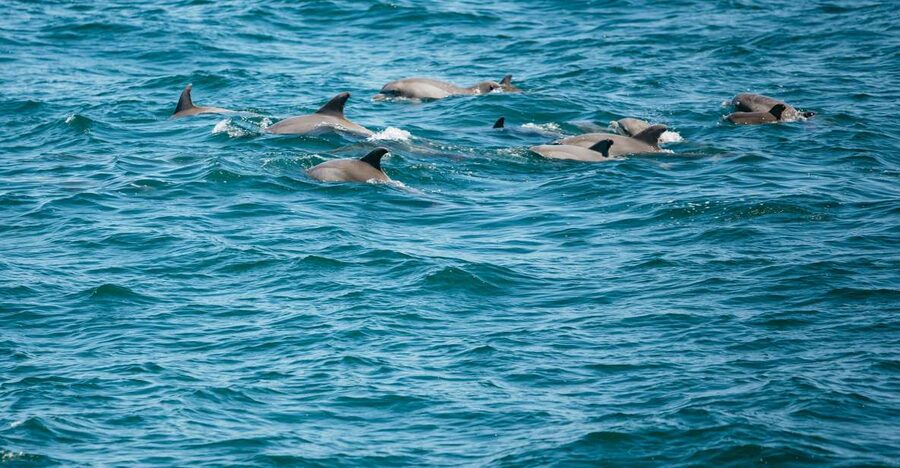Cape May: Jersey Shore Whale and Dolphin Watching Cruise - FAQ