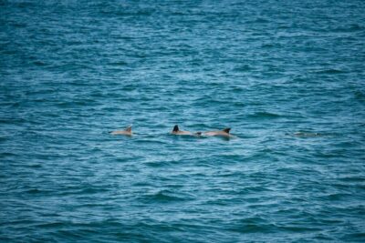 Cape May: Jersey Shore Whale and Dolphin Watching Cruise