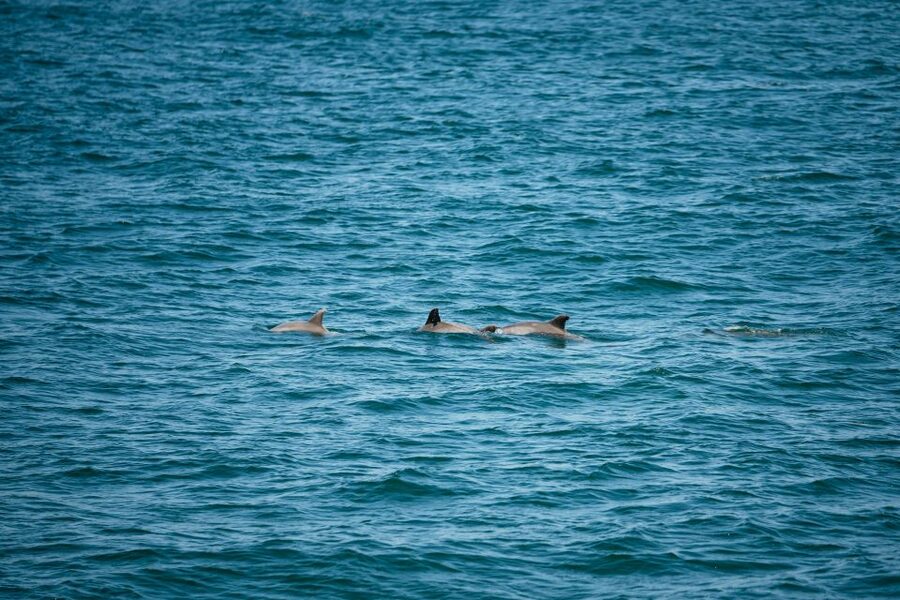 Cape May: Jersey Shore Whale and Dolphin Watching Cruise - Crossing Delaware Bay toward the Atlantic