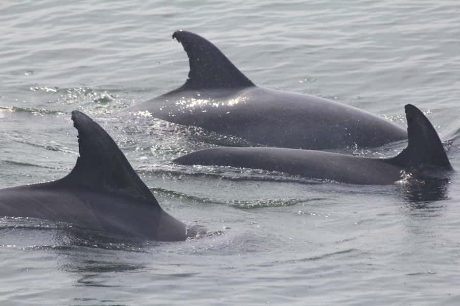 Cape May: Scenic Whale and Dolphin Watching Cruise - Key points to know before you go