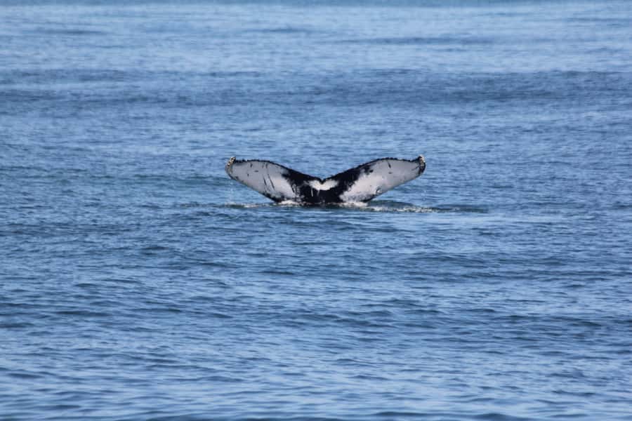 Cape May: Scenic Whale and Dolphin Watching Cruise - Leaving Cape May for the open water