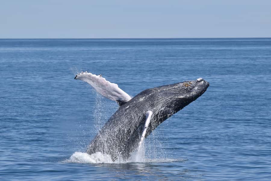 Cape May: Scenic Whale and Dolphin Watching Cruise - Looking for humpback, fin, minke, and right whales