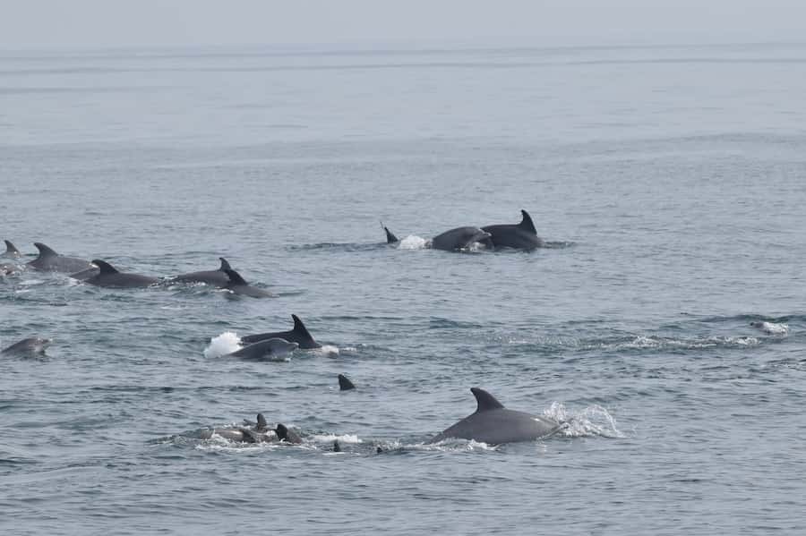 Cape May: Scenic Whale and Dolphin Watching Cruise - A three-hour ride, with comfort in mind