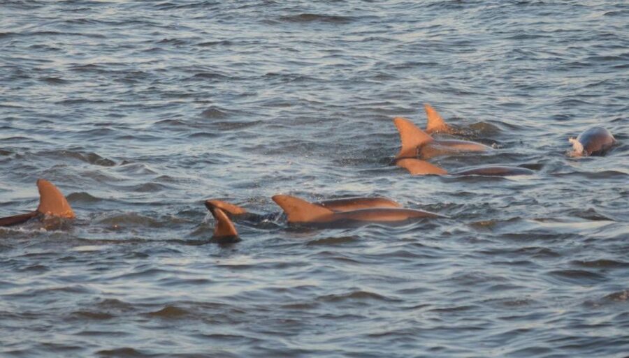 Cape May: Sunset Dolphin Cruise with Optional Wine Tastings - Setting out from Cape May Whale Watcher