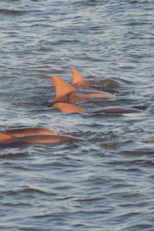 Cape May: Sunset Dolphin Cruise with Optional Wine Tastings - Who will enjoy this Cape May cruise most