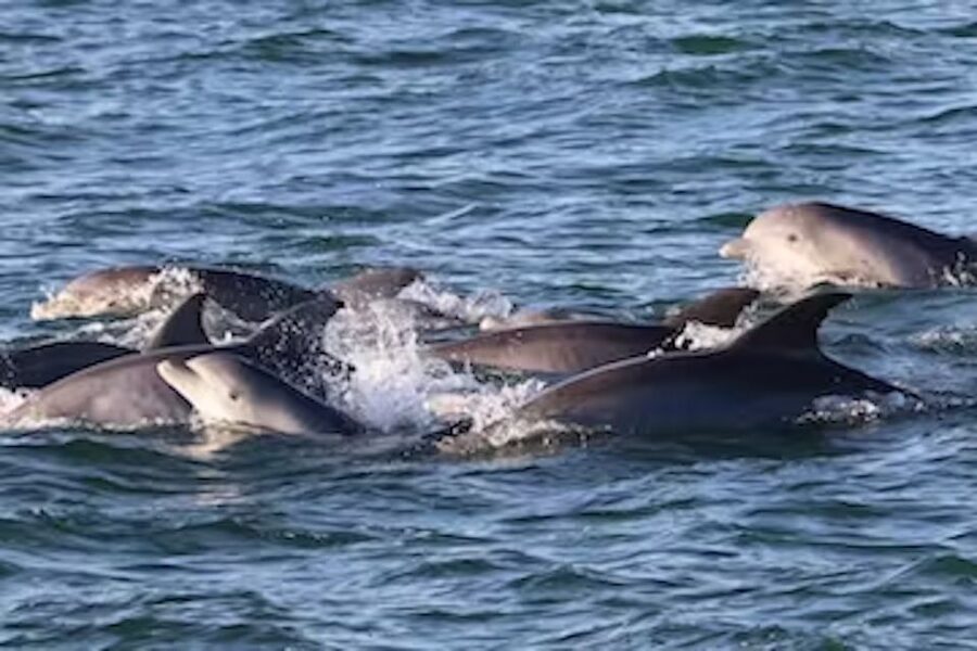 Cape May: Sunset Dolphin Cruise with Optional Wine Tastings - The first part of the cruise: Cape May from the water