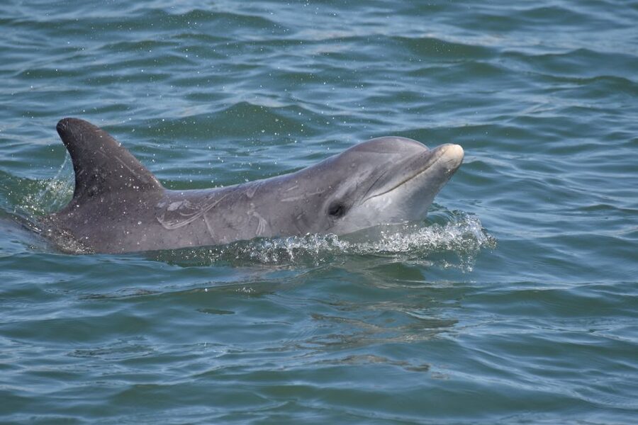 Cape May: Sunset Dolphin Watching Cruise with Food - Is $40 a good value?