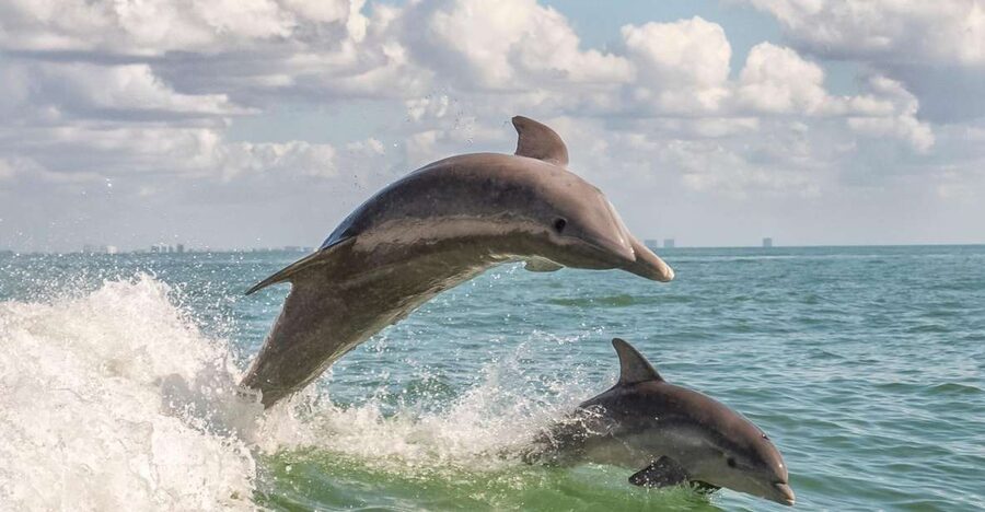 Cape May: Weekend Whale and Dolphin Watching Cruise - Watching dolphins along the Cape May coast