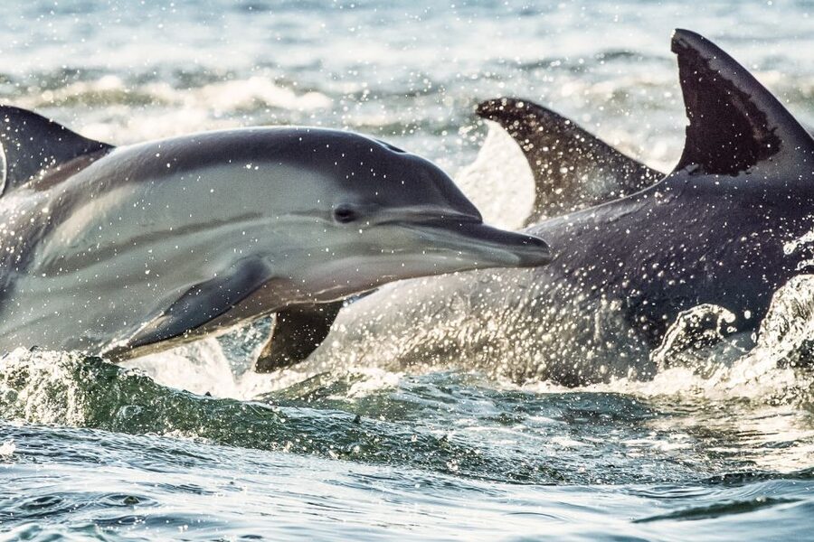 Cape May: Weekend Whale and Dolphin Watching Cruise - A good choice for families and first-time boat trips
