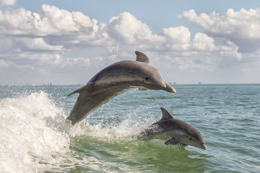 Cape May: Weekend Whale and Dolphin Watching Cruise - Coffee, juice, and the honest breakfast picture