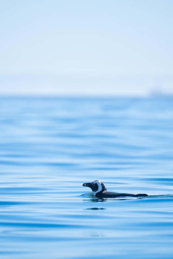 Cape Town: Dolphin & Ocean Wildlife Kayaking Adventure ⚓️ - What the guides add to the morning