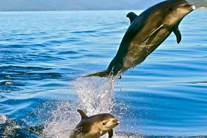 Captain Cook and Dolphin Cruise - Wildlife watching with a marine biology focus