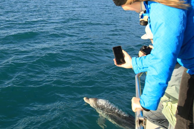 Captain Cook and Dolphin Cruise - What you learn about Māori history and Captain Cook