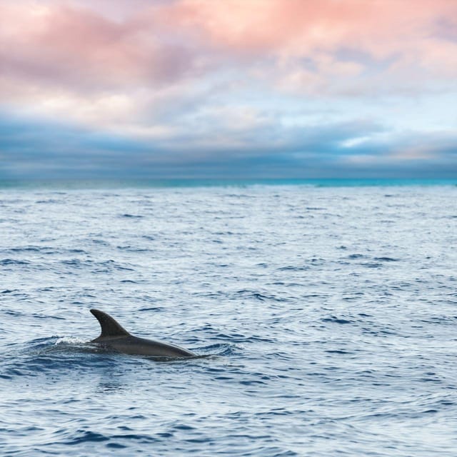 Captain's Choice: Dolphin Watch Sunset Sail - Key points to know before you book