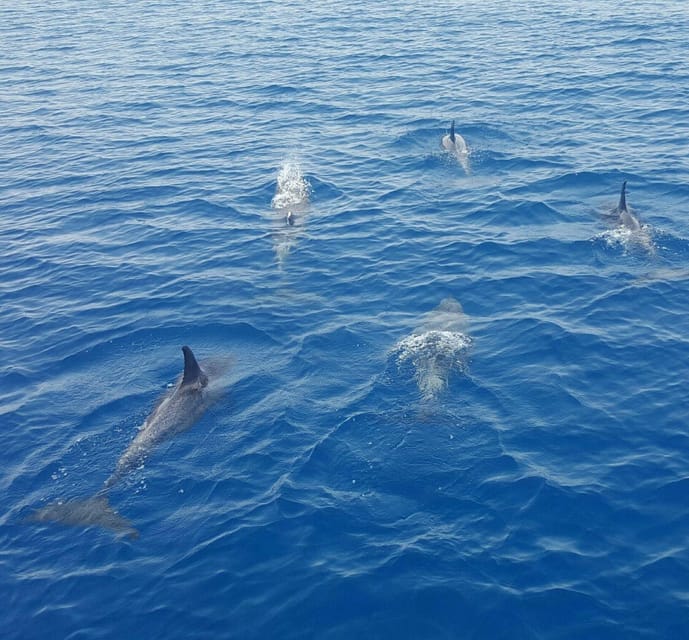 Captain's Choice: Dolphin Watch Sunset Sail - Open water and the search for dolphins
