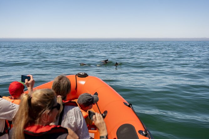 Cascais coast: Dolphin watching - Searching the Cascais coast for dolphins