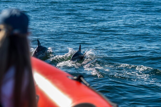 Cascais coast: Dolphin watching - What the two-hour schedule feels like