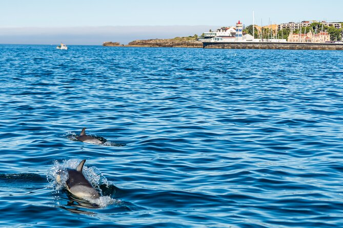 Cascais coast: Dolphin watching - Who will enjoy this Cascais boat trip