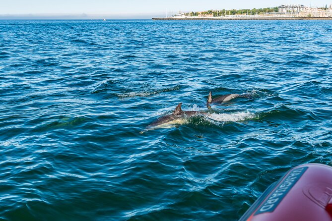 Cascais coast: Dolphin watching - Useful booking and weather advice