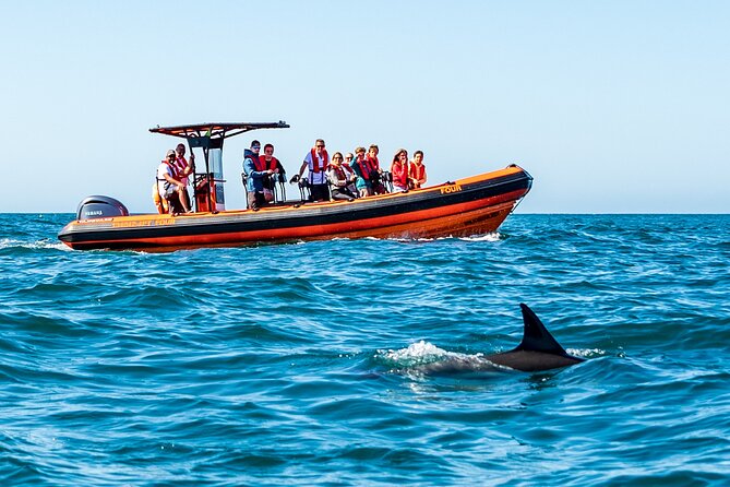 Cascais coast: Dolphin watching - Respectful wildlife watching from the boat