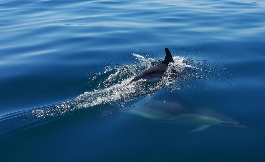 Cascais: Dolphin Watching Speedboat Tour - Should you book the Cascais dolphin tour?