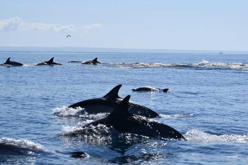 Cascais: Dolphin Watching Speedboat Tour - Leaving Cascais Marina for the open sea