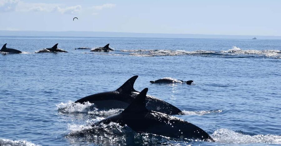 Cascais: Dolphin Watching Speedboat Tour - The wildlife search and the secret stop