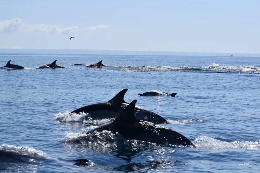 Cascais: Dolphin Watching Speedboat Tour - Guides who explain more than the obvious